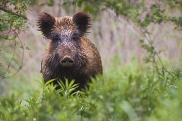 CHASSE - Sangliers