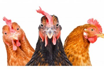 Mesures Grippe aviaire